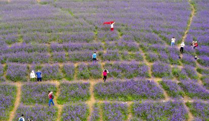 云頂花海的&ldquo;齊山綻放&rdquo; | 16市地黨報齊聚淄博齊山風景區(qū)采風掠影